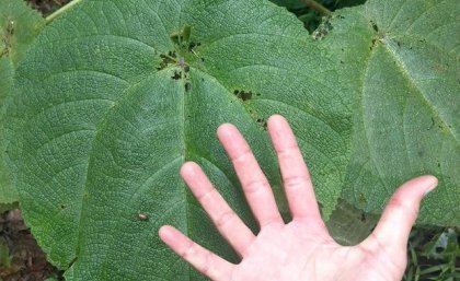 a person's hand palm up and open in front of a very large green leaf
